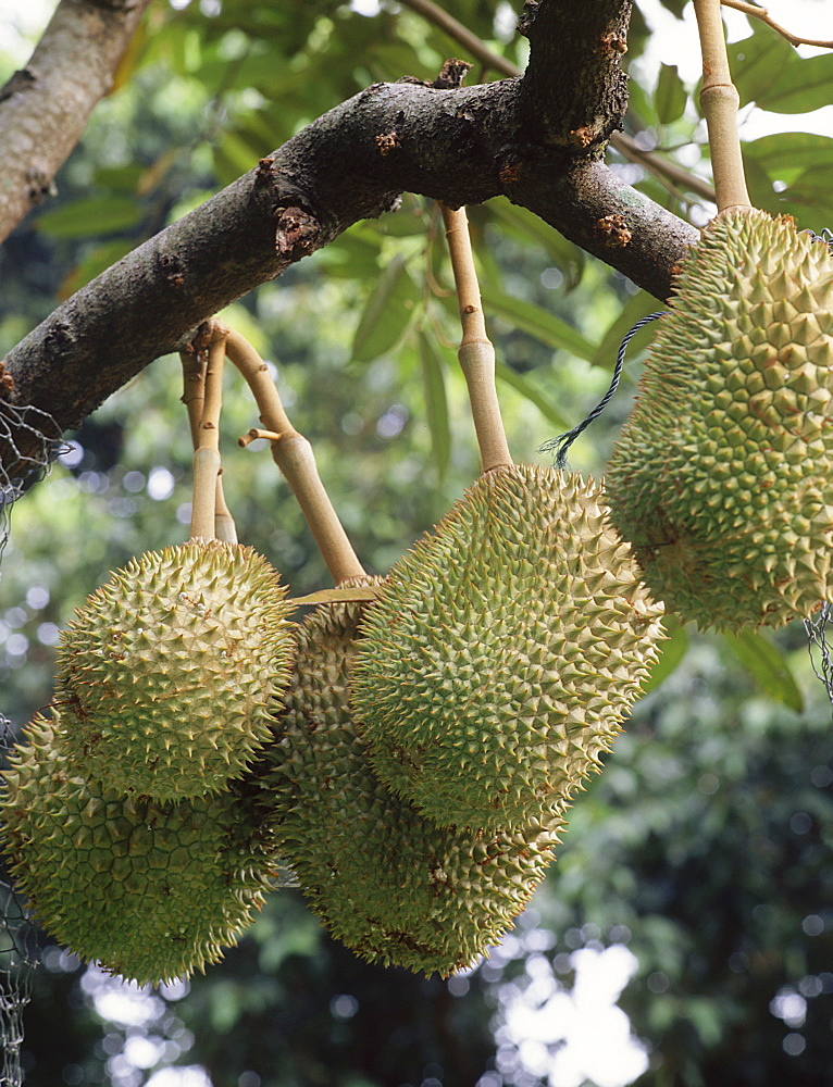 Durian