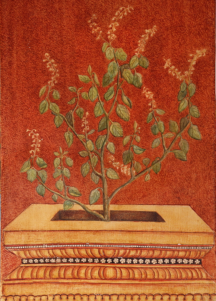 Painting of Tulsi (Holy Basil) (Ocimum tenuflorum) an important symbol in Hindu traditions and an Ayurvedic ingredient used for colds, headaches, stomach disorders, inflammation and heart disease