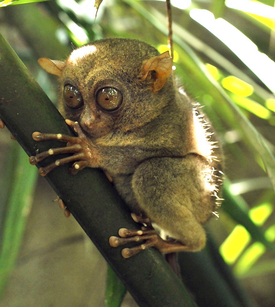 The Philippine tarsier (Tarsius syrichta), known locally as the Maumag, an endangered tarsier species endemic to the Philippines, Southeast Asia, Asia