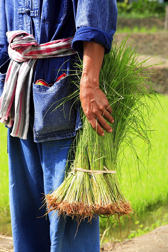 Rice farmers in Thailand, Southeast Asia, Asia