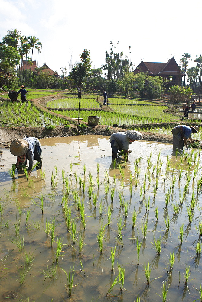 Planting rice, rice fields, Thailand, Southeast Asia, Asia