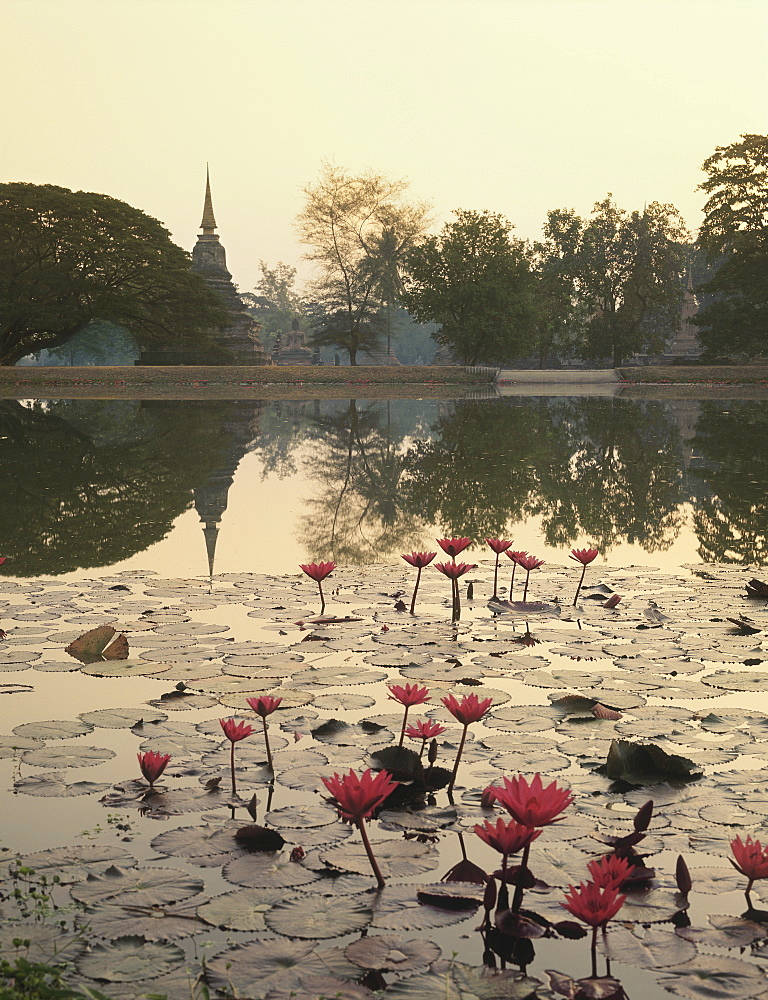 Waterlily in Sukhothai, Thailand, Southeast Asia, Asia