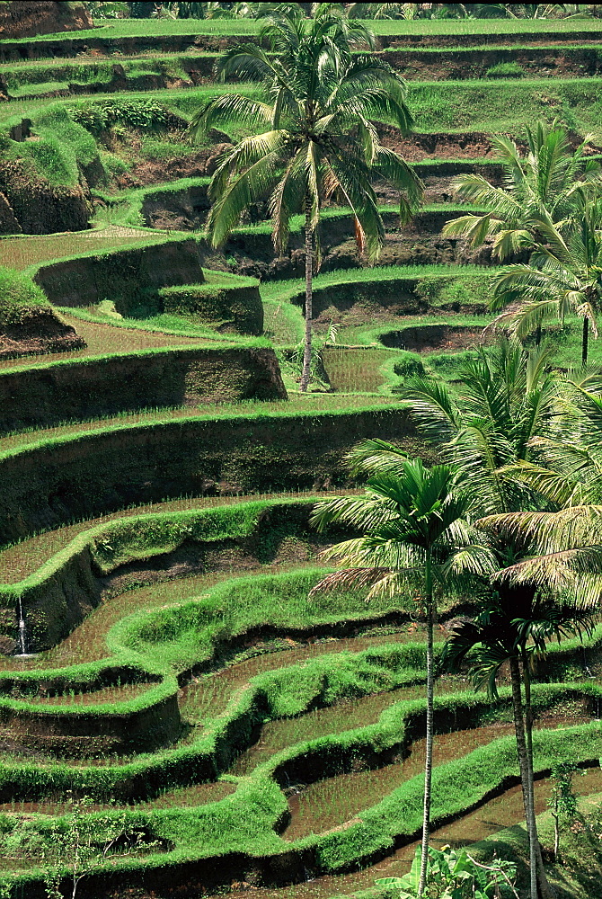 Terraced rice fields at Tegalalang, Bali, Indonesia, Southeast Asia, Asia 