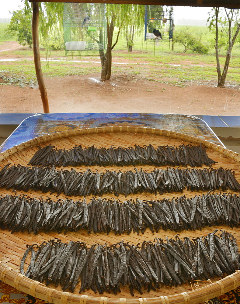 Vanilla pods, Vietnam, Indochina, Southeast Asia, Asia