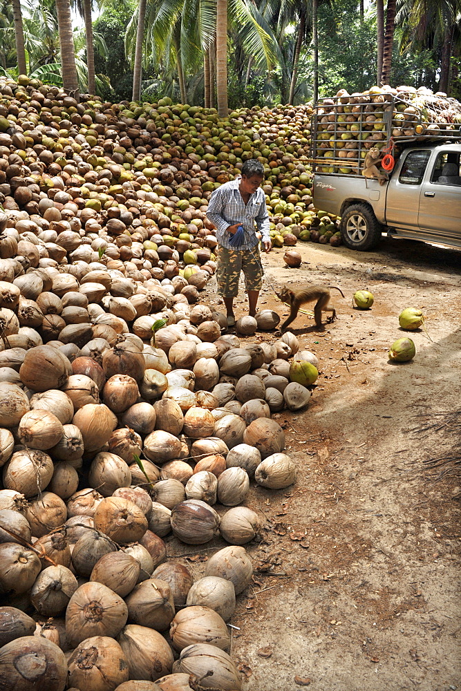 Macaque monkeys trained to collect coconuts in Ko Samui, Thailand, Southeast Asia, Asia