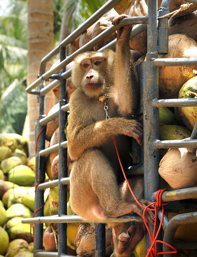 Macaque monkeys trained to collect coconuts in Ko Samui, Thailand, Southeast Asia, Asia