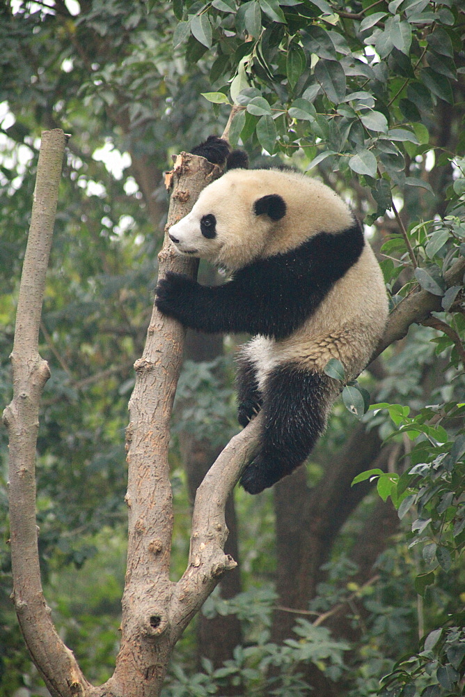 Giant Panda, Chengdu Panda Reserve, Sichuan, China, Asia 