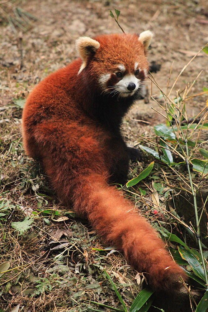 Red Panda, Chengdu Panda Reserve, Sichuan, China, Asia 