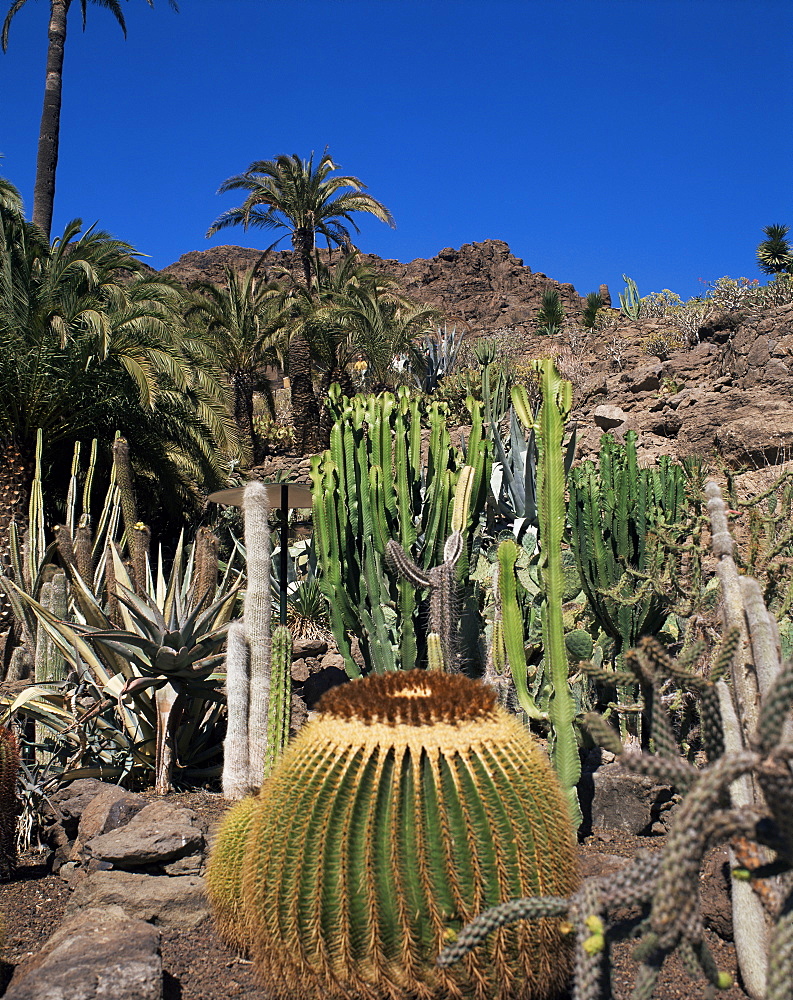 Cacti, Palmitos Ornithological Park, Maspalomas, Gran Canaria, Canary Islands, Spain, Europe