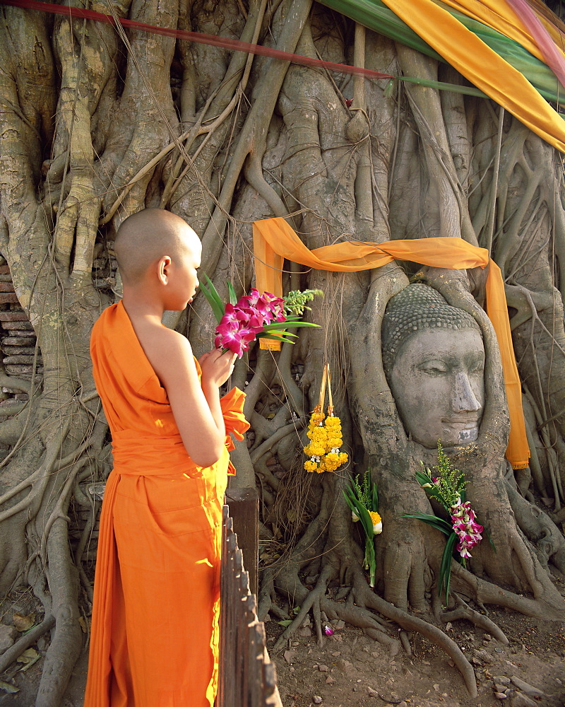 Novice monk with offering of flowers, and Buddha head in Wat Phra Mahathat, Ayuthaya (Ayutthaya) Historical Park, Ayuthaya (Ayutthaya), UNESCO World Heritage Site, central Thailand, Thailand, Southeast Asia, Asia