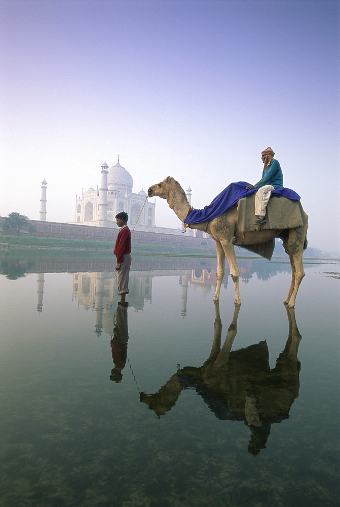 Camel in front of the Taj Mahal and Yamuna (Jumna) River, Taj Mahal, UNESCO World Heritage Site, Agra, Uttar Pradesh state, India, Asia