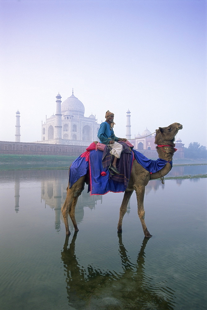 Camel and rider in front of the Taj Mahal and Yamuna (Jumna) River, Taj Mahal, UNESCO World Heritage Site, Agra, Uttar Pradesh state, India, Asia