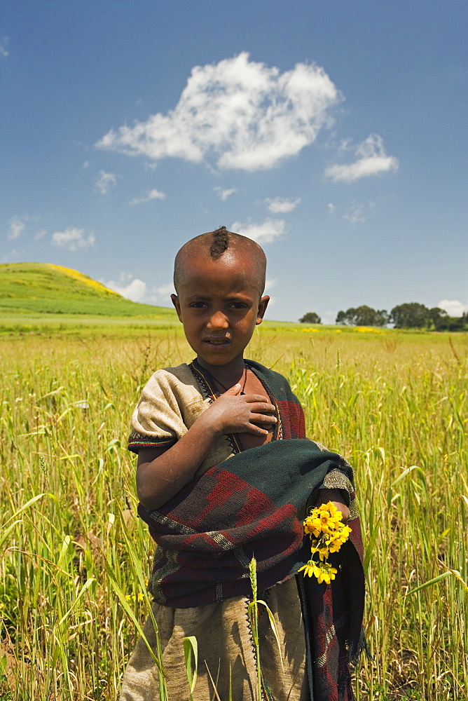 Girl holding yellow Meskel flowers in a fertile green wheat field after the rains, The Ethiopian Highlands, Ethiopia, Africa