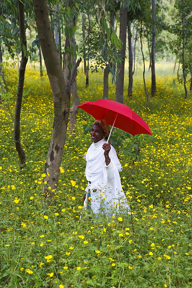 Ethiopian woman holding a red umbrella in a fertile green field of Eucalyptus trees and blooming yellow Meskel flowers, The Ethiopian Highlands, Ethiopia, Africa