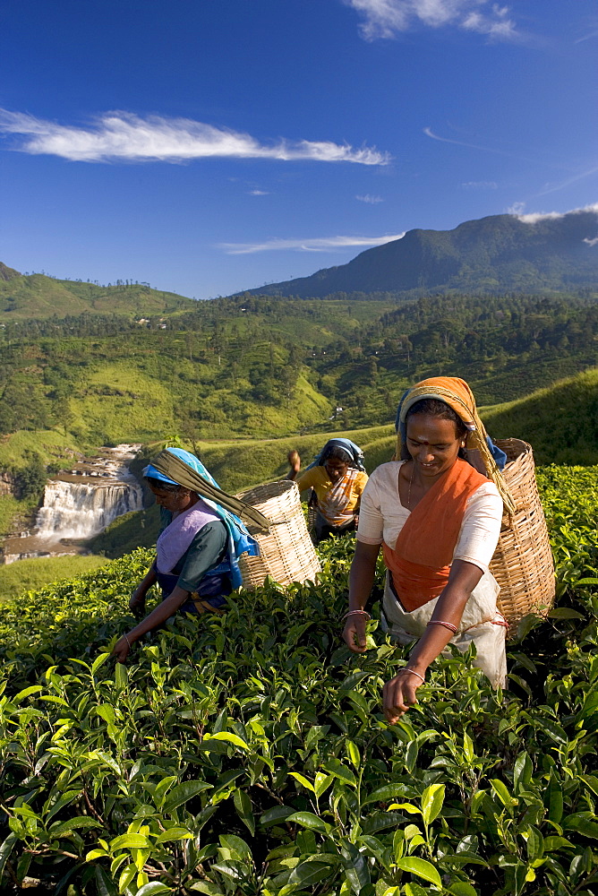 Women tea pickers, Tea Hills, Hill Country, Nuwara Eliya, Sri Lanka, Asia