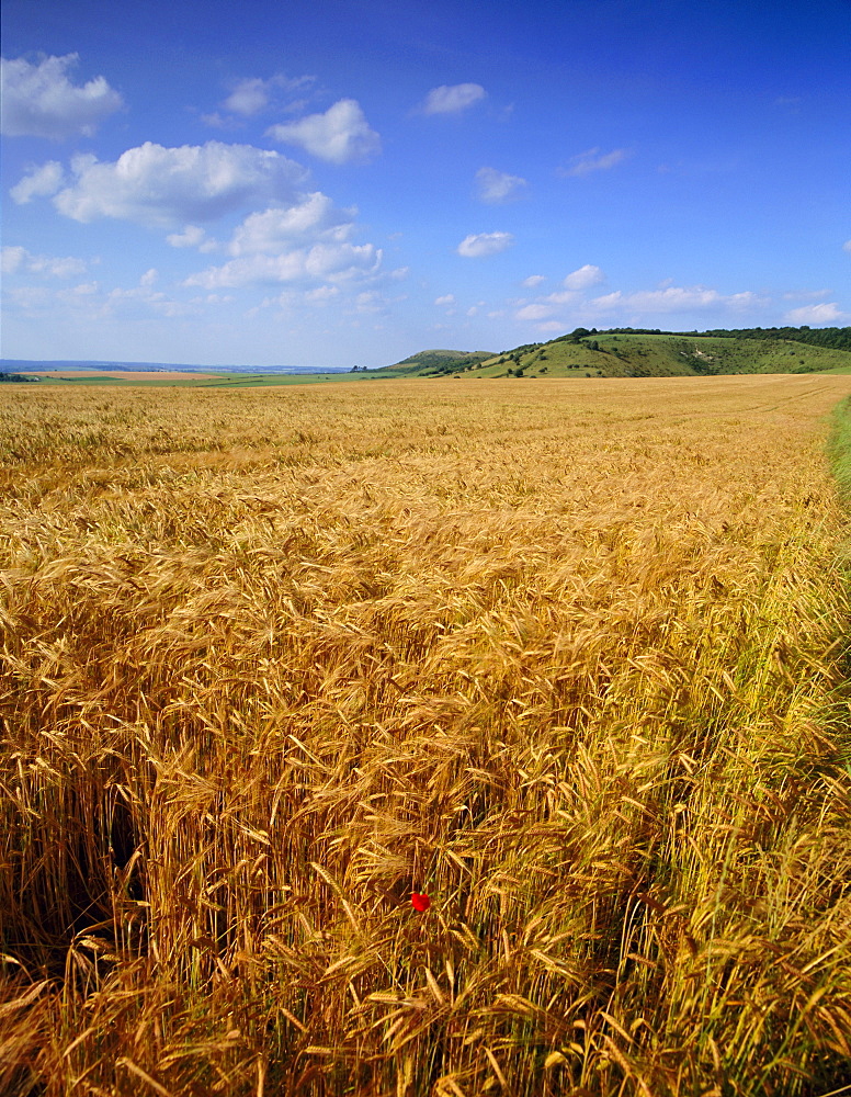 Cornfield, Ridgeway Path, Steps Hill and Ivinghoe Beacon, Chilterns, Buckinghamshire, England, UK, Europe