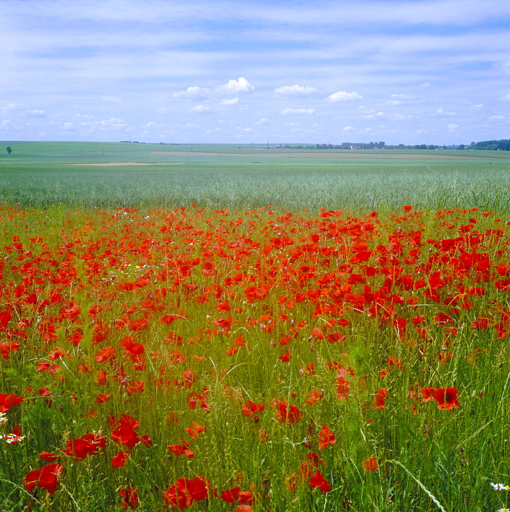 Fields of poppies, Valley of the Somme, Nord-Picardy (Somme), France