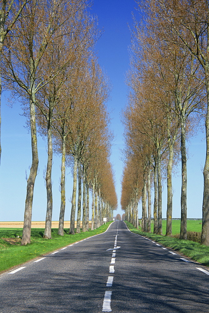 Trees line a straight rural road near Hesdin in the Pas de Calais, Nord Picardy, France, Europe