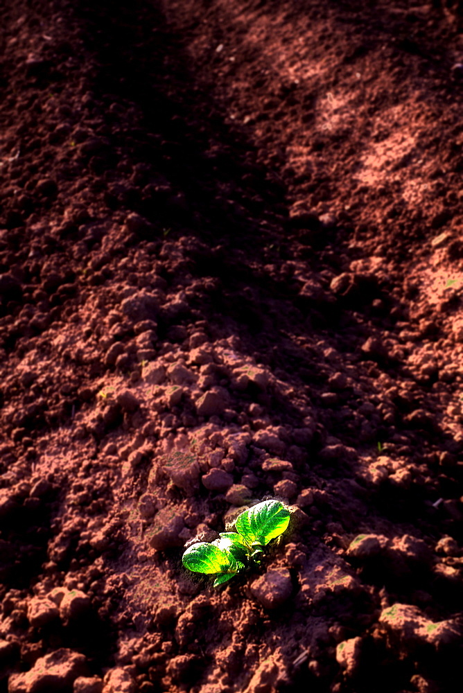 A single green plant growing from bare ploughed soil