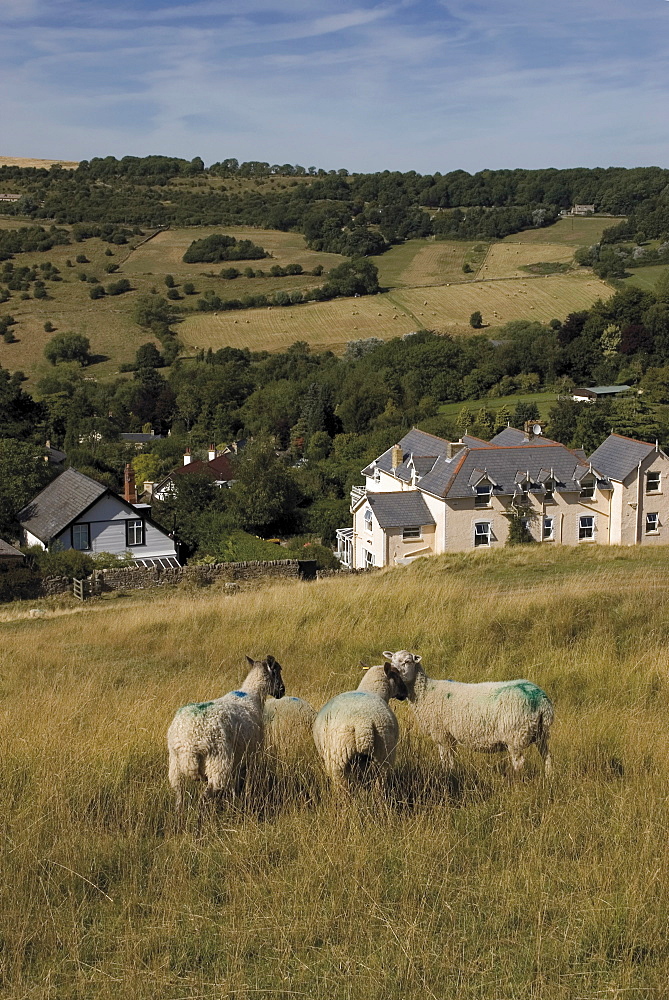 Sheep, Woodmancote village viewed from Cleeve Hill, The Cotswolds, Gloucestershire, England, United Kingdom, Europe