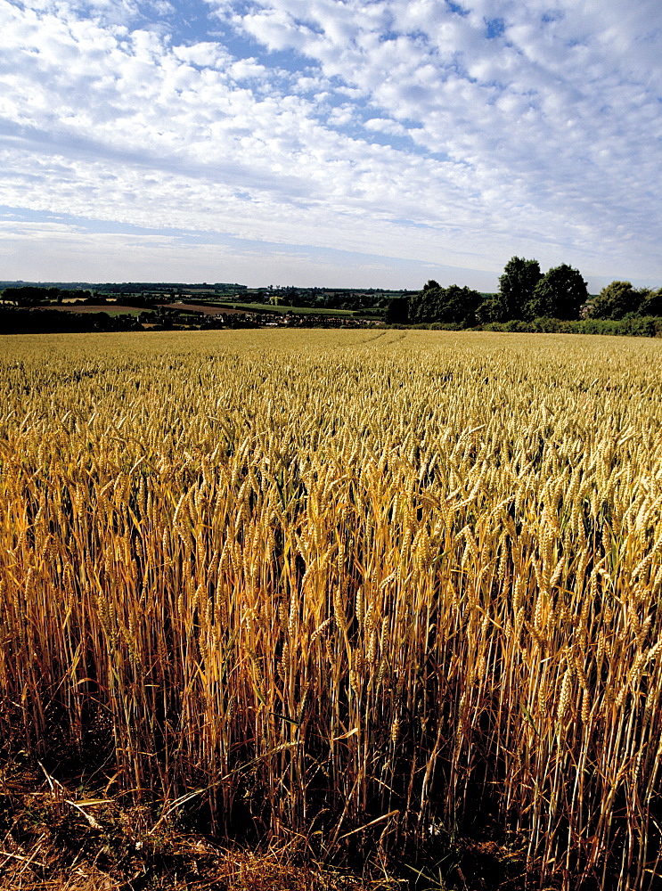 Cornfield, Weald of Kent, England, United Kingdom, Europe