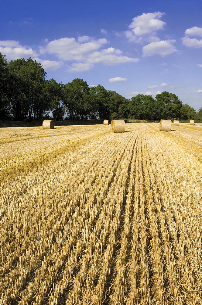 Harvesting near Chipping Campden, Cotswold Way footpath, Gloucestershire, Cotswolds, England, United Kingdom, Europe