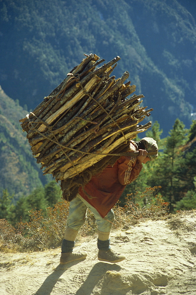 Villager carrying firewood on his back from Trashinga to Namche Bazaar in the Khumbu Himal region of Nepal, Asia