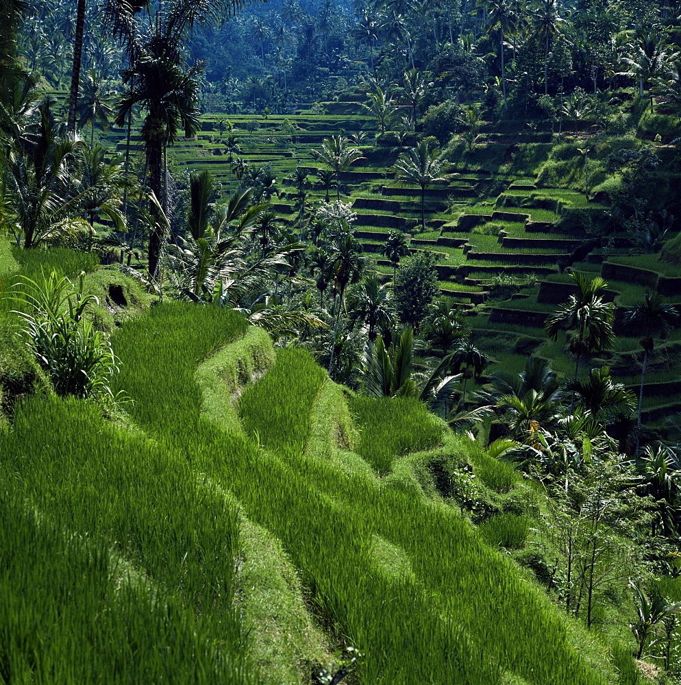 Terraced rice fields near Gagah, Bali, Indonesia, Southeast Asia, Asia