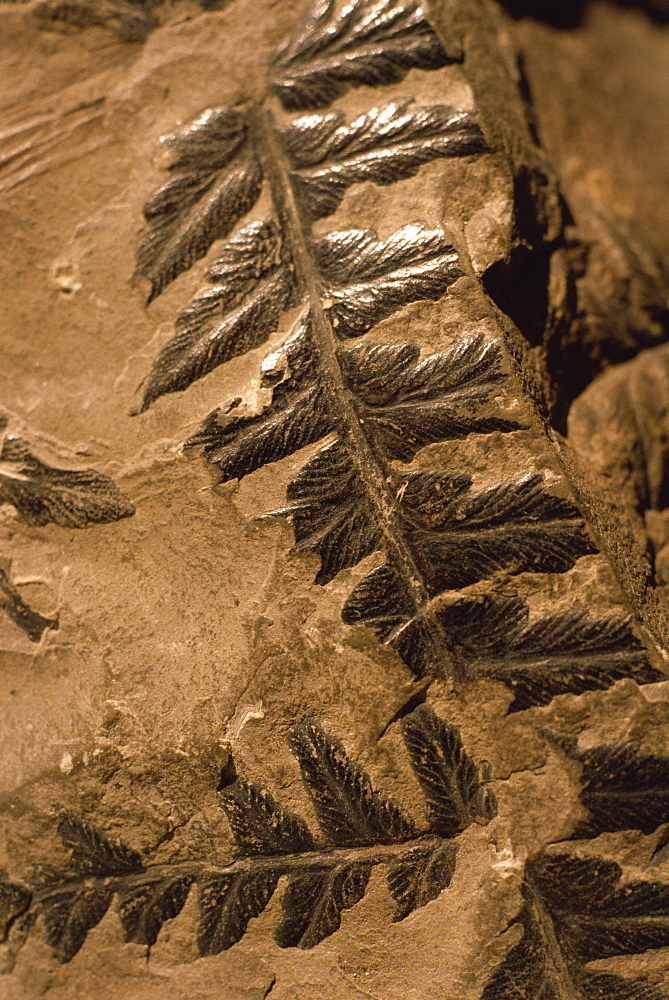 Fossil ferns found in Radstock Colliery, Mariopteris carboniferous coal measures, Somerset, England, United Kingdom, Europe