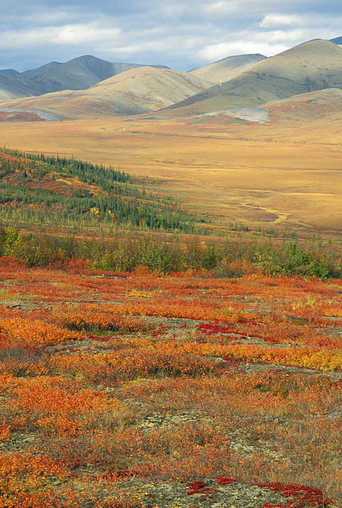 Autumnal hues in landscape of the Richardson Mountains, Yukon, Canada 