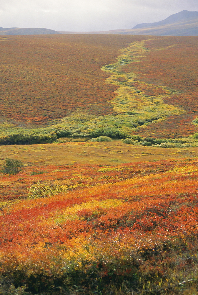 Tundra in September including red patches of dwarf birch, Richardson Mountains, Yukon, Canada, North America