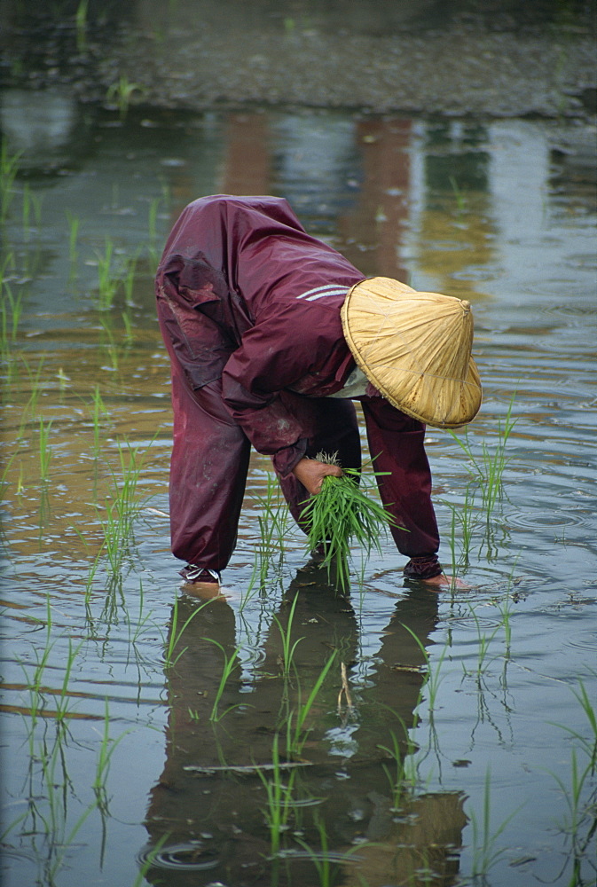 A woman transplanting rice in a paddy field on the Hualien plains in Taiwan, Asia