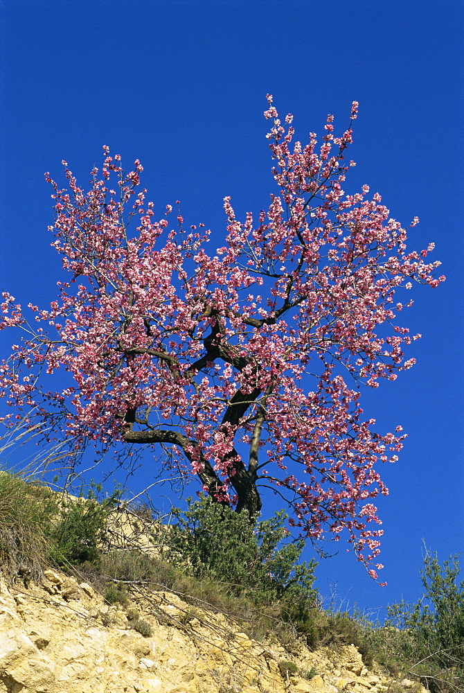 An almond tree in blossom on the Costa Blanca, Valencia region, Spain, Europe