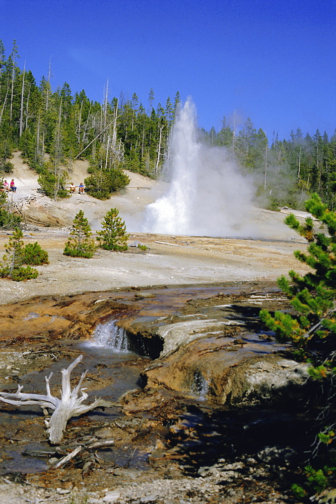 Echinus Geyser, erupts every hour, Norris Basin, Yellowstone National Park, Wyoming, USA