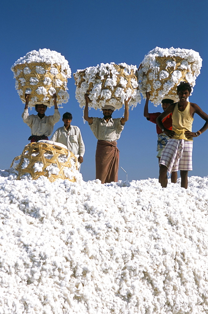 Mill workers on pile of raw cotton balls on Deccan plateau, near Aurangabad, Maharashtra, India, Asia