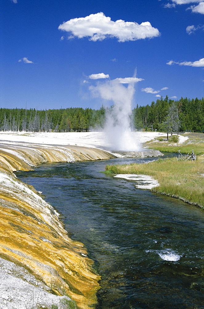 Cliff Geyser erupts from geyserite bank on edge of Firehole River through Black Sand Basin, Yellowstone National Park, UNESCO World Heritage Site, Wyoming, United States of America (U.S.A.), North America