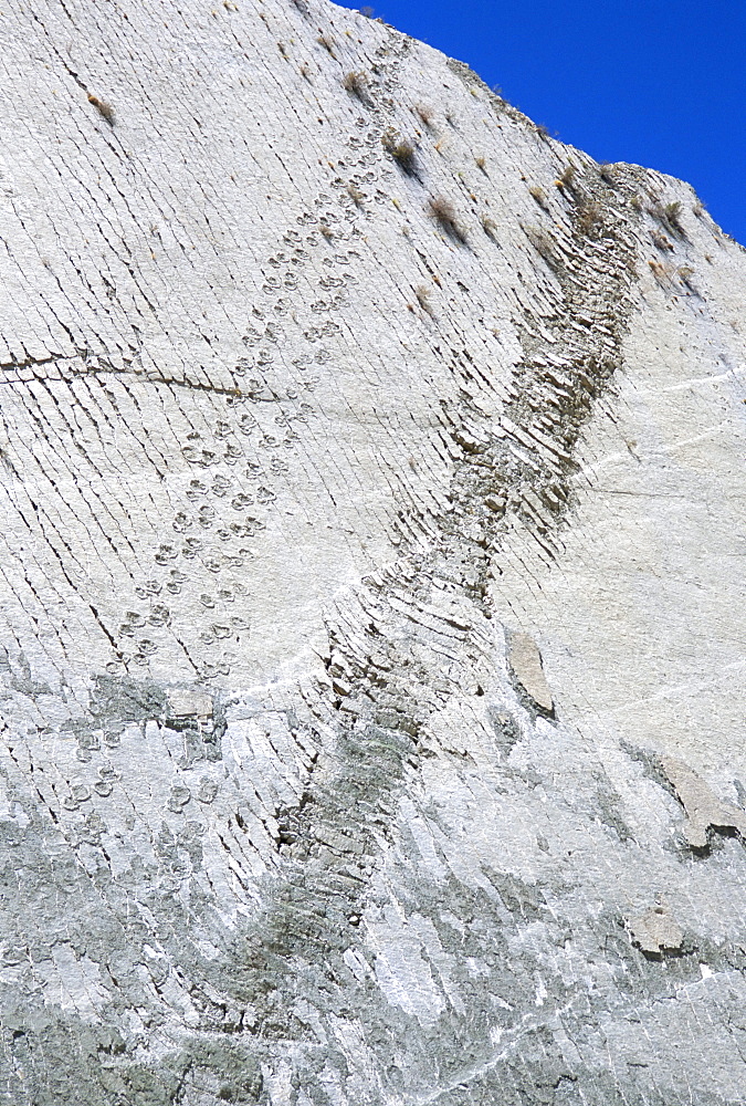 The world's longest dinosaur tracks, Cretaceous Titanosaurus, near Sucre, Bolivia, South America