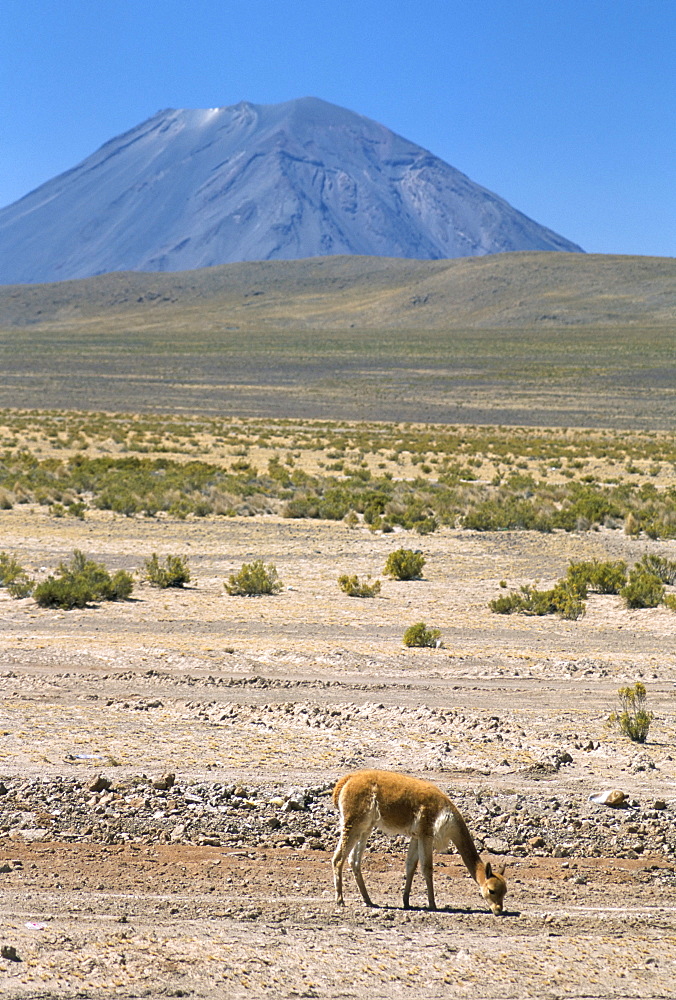 Vicuna grazing on altiplano desert, with El Misti volcano behind, near Arequipa, Peru, South America