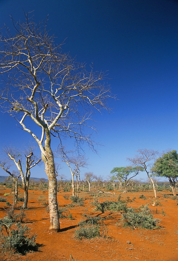 Acacia trees on red soils, near Goba, Southern Highlands, Ethiopia, Africa