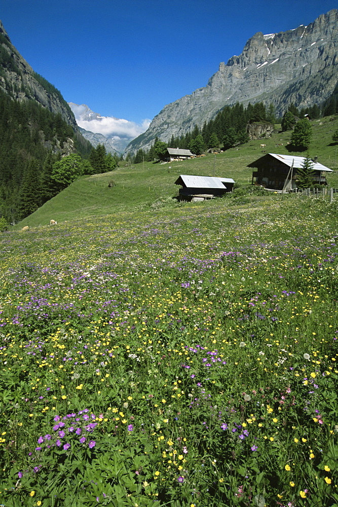 Early summer meadow flowers, Gasterntal, above Kandersteg, Bernese Obereland, Swiss Alps, Switzerland, Europe