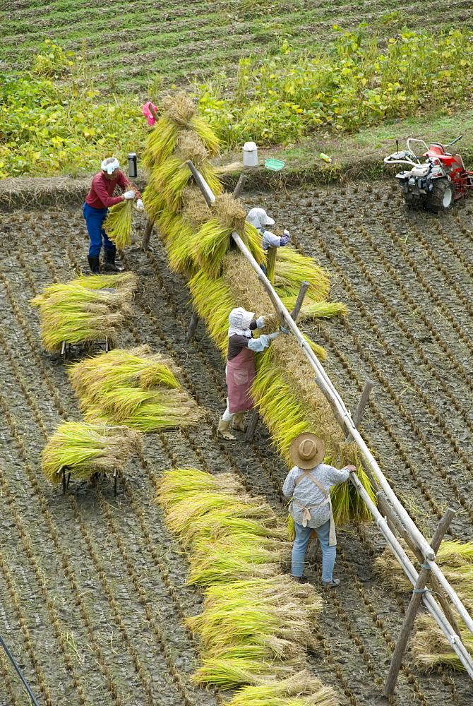 Rice harvest, hanging out cut rice to dry, Hiraizumi, Iwate-ken, northern Honshu, Japan, Asia