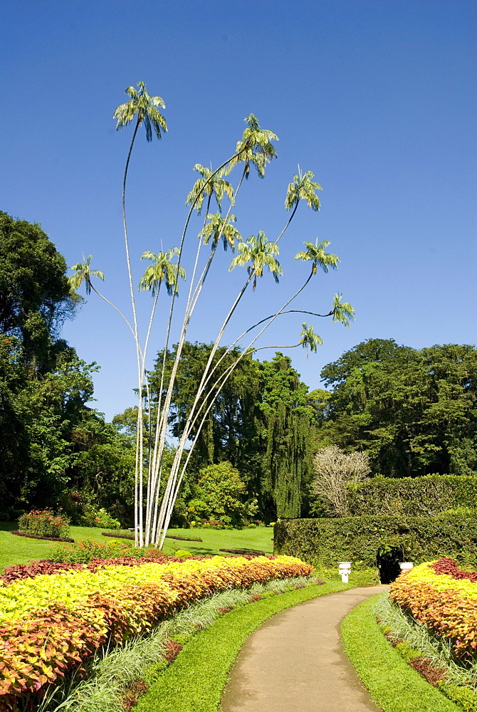 Peradeniya Botanic Gardens, Kandy, Hill Country, Sri Lanka, Asia