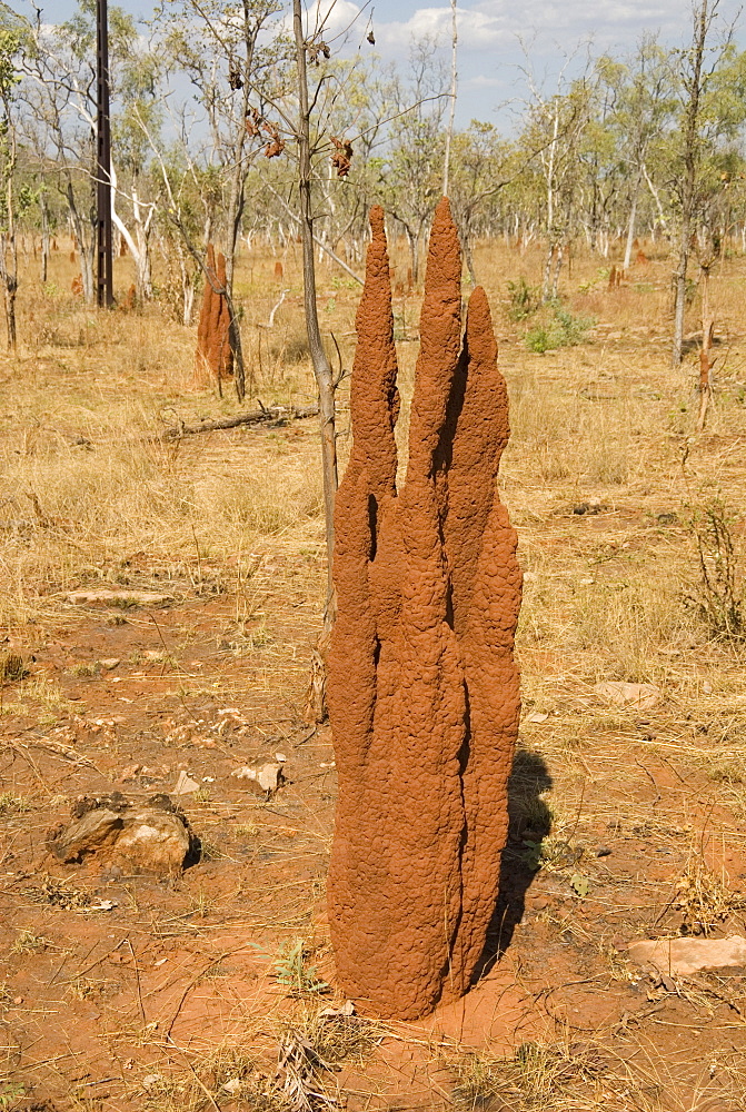 Termite hills in Gregory National Park, Northern Territory, Australia, Pacific 