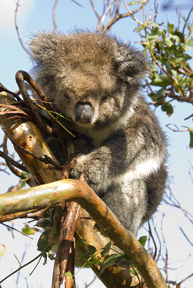 Koala in the wild, in a gum tree at Cape Otway, Great Ocean Road, Victoria, Australia, Pacific 