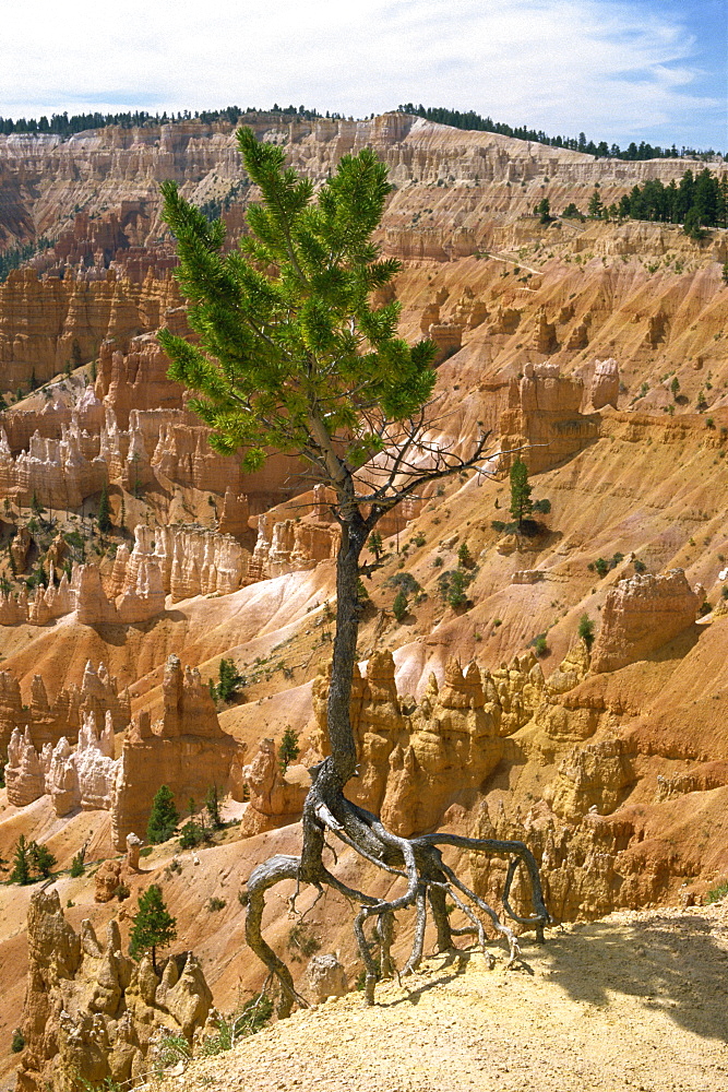 A pine tree's roots exposed as top soil is washed away by storms, Bryce Canyon, Utah, United States of America, North America