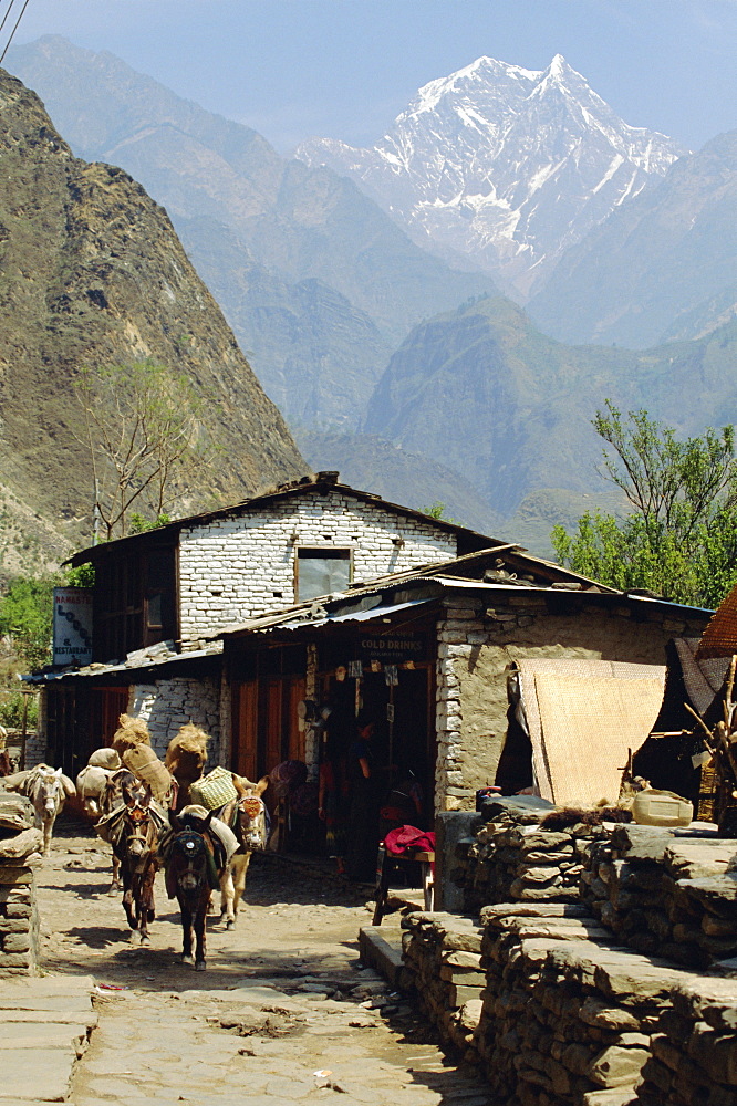 Main street (path) through Tatopani village with pack animals on route through Himalayas, Nilgiri 7050m beyond, Nepal