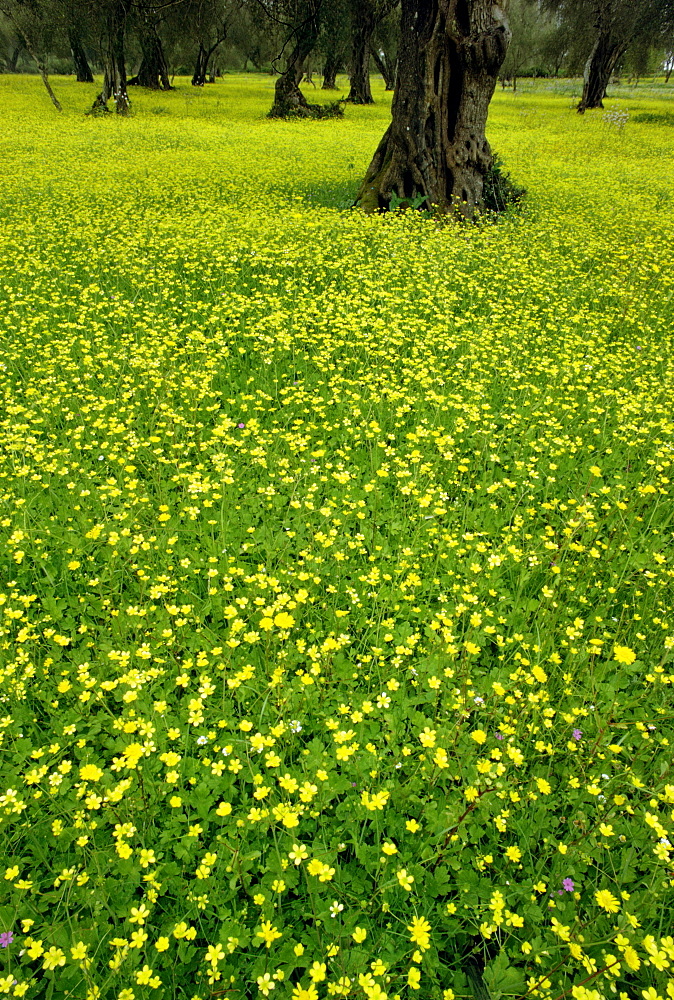 Yellow flowers in spring