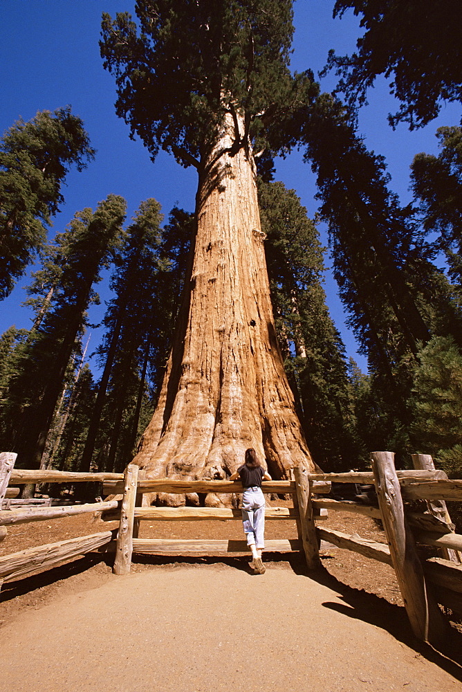 General Sherman tree, Sequoia National Park, California, United States of America, North America