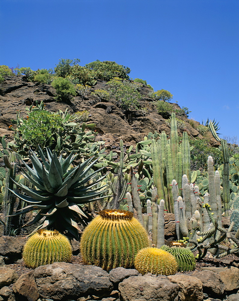 Cacti, Palmitos Park, Gran Canaria, Canary Islands, Spain, Europe