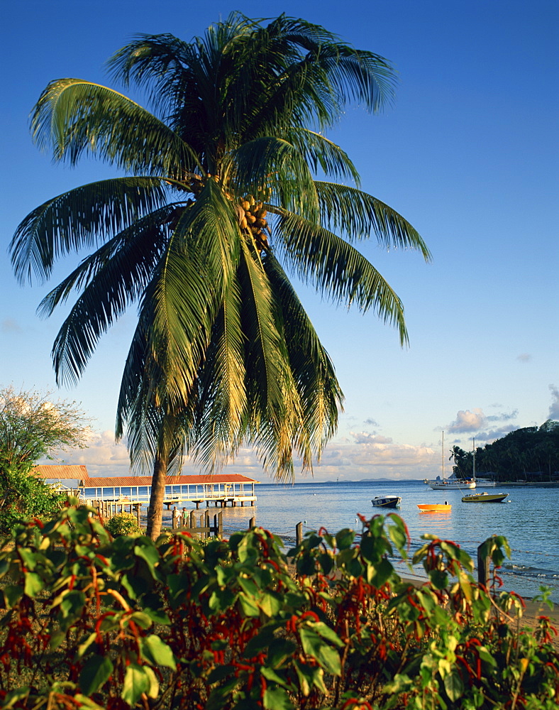 Jetty and palm tree, Villa Bay, Young Island, St. Vincent, Windward Islands, West Indies, Caribbean, Central America